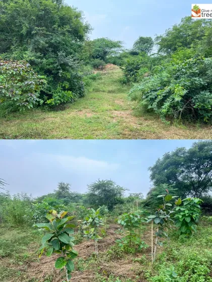 This comparison at Jaunapur shows how we tackle different terrains. An open, grassy slope has been carefully planted with rows of saplings, which will eventually grow to prevent soil erosion and create a dense forest cover.