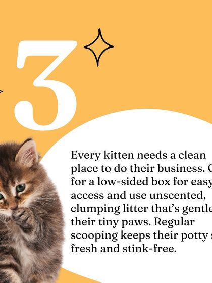 Oh My Dawg - Pet Supplies For New Pet Parents photo 15