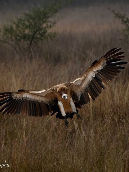 Avian Wonders: A World of Wings photo 5