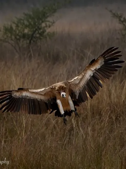 An Indian Vulture, a critically endangered species, coming in for a landing. With a wingspan of up to 8.5 feet, their presence is awe-inspiring and a stark reminder of the importance of conservation efforts.