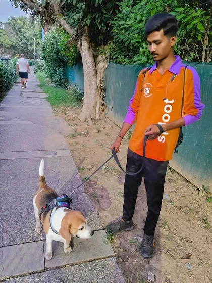 This Beagle is on a serious sniff-mission. Our walkers know that a walk is a dog's chance to read their "pee-mail" and catch up on all the neighbourhood news.