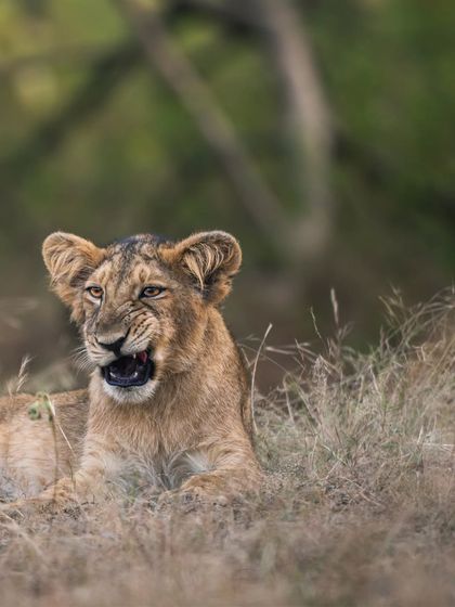 A playful snarl from a young lion cub lying in the dry grass. This is a glimpse into the behavior and development of these young predators as they learn the ways of the wild.