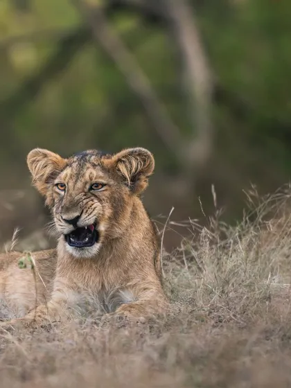 A playful snarl from a young lion cub lying in the dry grass. This is a glimpse into the behavior and development of these young predators as they learn the ways of the wild.