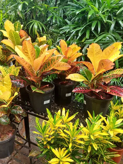 Add a splash of summer to your home with these vibrant Crotons. Their colorful foliage, in shades of yellow, orange, and red, brightens up any space that receives good indirect sunlight.