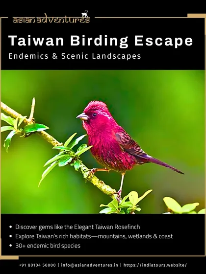 The elegant Taiwan Rosefinch, a beautiful endemic bird, is featured on this poster for our Taiwan tour. We explore the island's rich habitats to find over 30 endemic species.