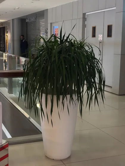 This large Ponytail Palm in a tall white planter makes a dramatic statement in this commercial entryway. It's a hardy plant that thrives indoors and requires minimal care.