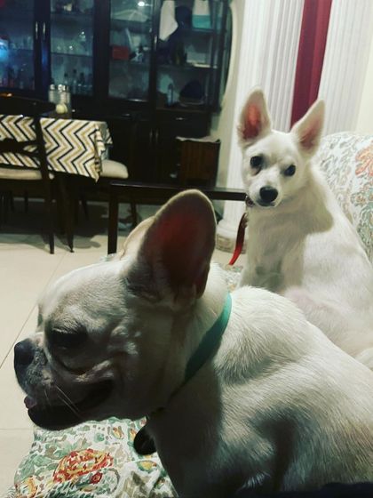 It's always wonderful to welcome back repeat guests. Fleur the Frenchie and Daisy the Spitz are picking up their friendship right where they left off, showing the lasting bonds that are formed here.