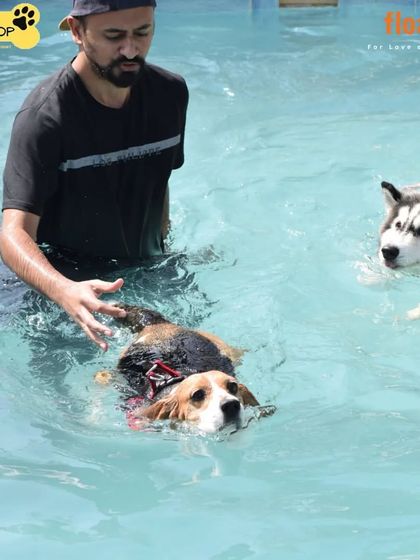 Poochkoo - Pet Activities & Adventures Splash Zone: Pool Fun & Hydrotherapy photo 9