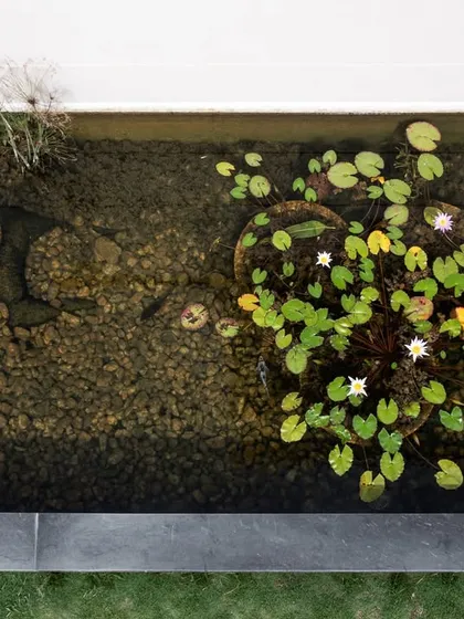 A top-down view of the koi pond at our Celadon project, where water lilies float peacefully. This landscape feature is central to the home's design, providing a sense of calm and defining the transition between formal and private spaces.