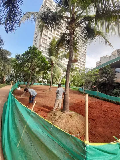 My team preparing the ground around existing palm trees, ensuring the entire area is ready for the new carpet lawn.