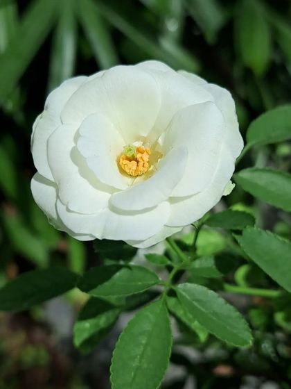 Bhardwaj - Urban Gardening Consultation A Riot of Colorful Flowers photo 191