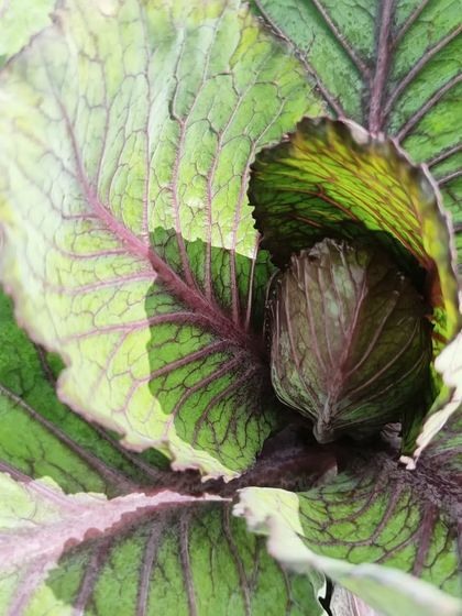 A look at some of the more unique varieties we grow, like okra flowers, red cabbage, and Tongues of Fire beans.