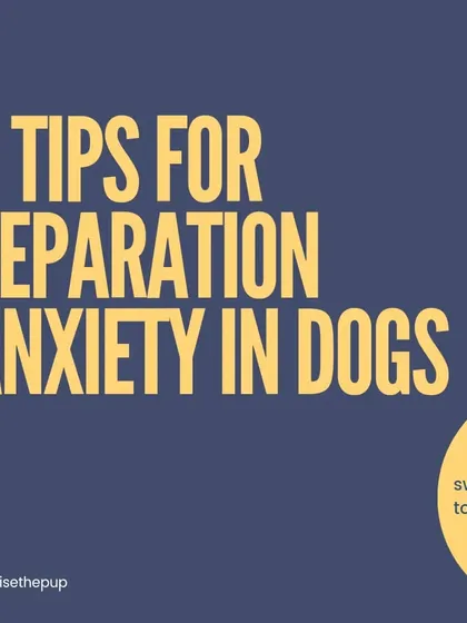 Here are five essential tips for helping a dog with separation anxiety. This graphic series covers the foundational steps, from setting up a camera to building a support system.