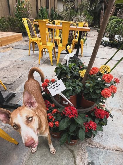 Paws & Plants: A Pet-Friendly Haven photo 3