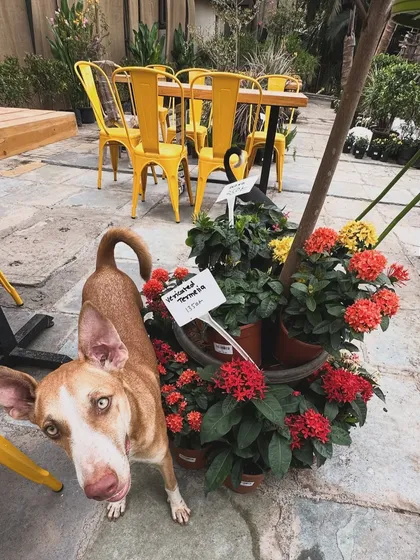 Another shot of our cute visitor, who seems to be enjoying the plants as much as we do. We love having well-behaved pets visit our cafe.