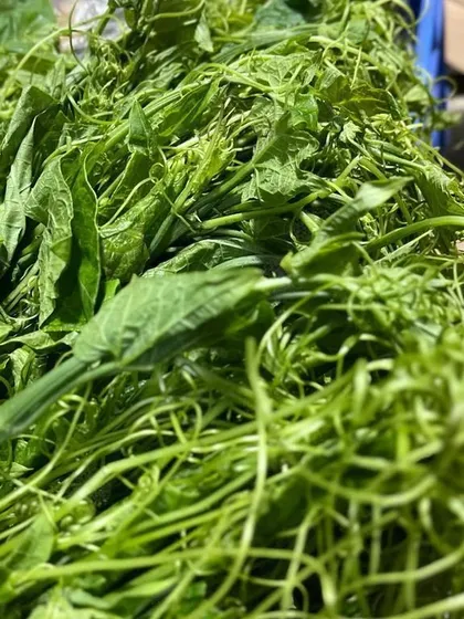 A close-up of the tender chayote shoots, showing the fine tendrils. These cook very quickly and are packed with nutrients.