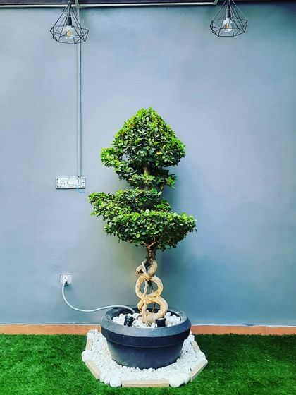 A beautiful bonsai tree serves as a living sculpture, adding a touch of elegance and sophistication to this small garden space.