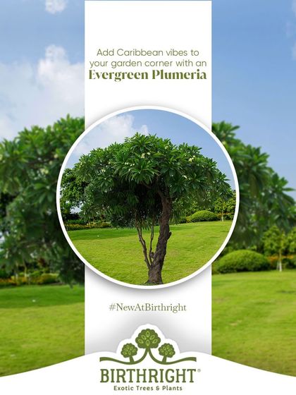Add Caribbean vibes to your garden corner with an Evergreen Plumeria. This beautiful tree, new to our collection, offers lush green foliage and fragrant flowers, bringing a touch of island charm right to your backyard.