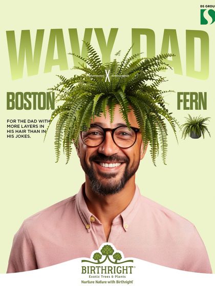 Does your dad have more layers in his hair than in his jokes? The Boston Fern, with its lush, feathery fronds, is the perfect match. It adds a touch of classic, wavy style to any space.