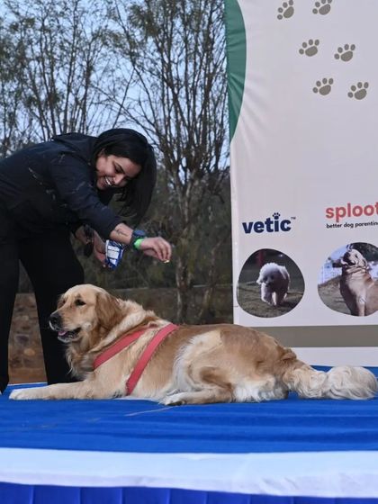 Hiedi, the Golden Retriever, enjoying her birthday celebration on stage. Even private parties can have a touch of stardom.