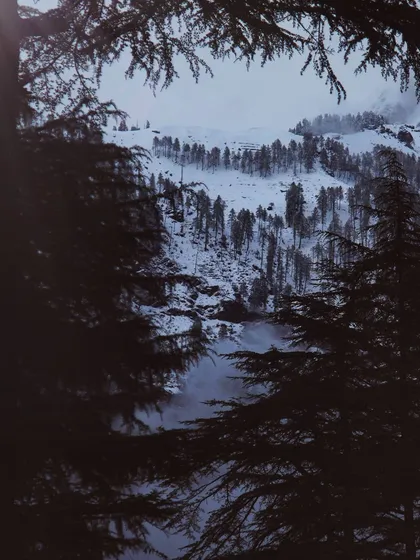 Peeking through the dark silhouettes of pine trees to a snow covered hillside. This frame creates a sense of being enveloped by the forest, at home among the trees.