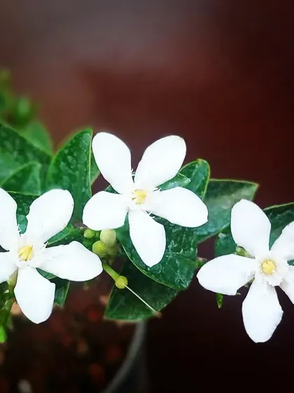 The delicate, star-shaped white flowers of a Jasminium species. Jasmine creepers are perfect for adding beautiful fragrance to your outdoor space, especially in the evenings.