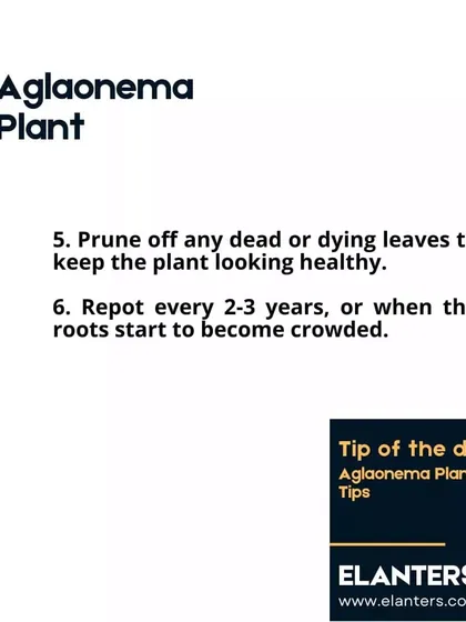 Aglaonema Care Part 3: Prune off any dead leaves to keep the plant looking its best and repot every 2-3 years when the roots become crowded.