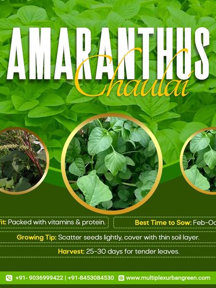 Multiplex Urban Green - Organic Gardening Supplies Grow Your Own Vegetables & Herbs photo 5