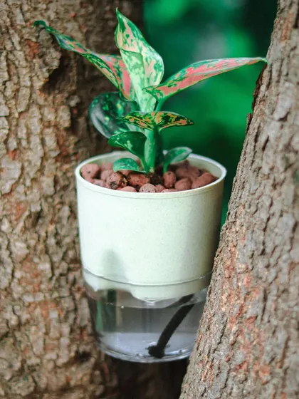 My self-watering planters are versatile enough for any setting. Here, a small planter with an Aglaonema is nestled between the trunks of a tree, showing how it can bring green life anywhere.