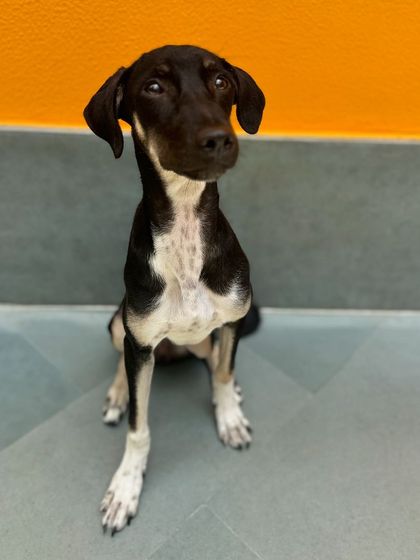 Kishmish looking attentive. We use positive methods to help puppies learn and build confidence.
