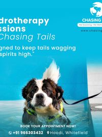 Pet Hydrotherapy & Swimming