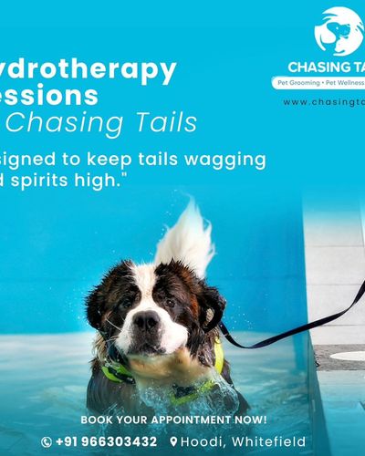 Pet Hydrotherapy & Swimming