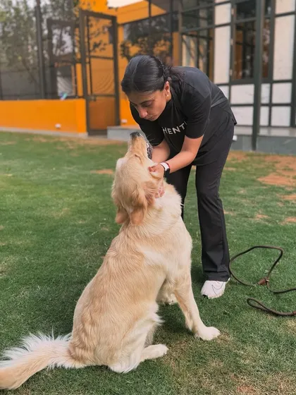 Working with Pixel the Golden Retriever on her obedience and focus.