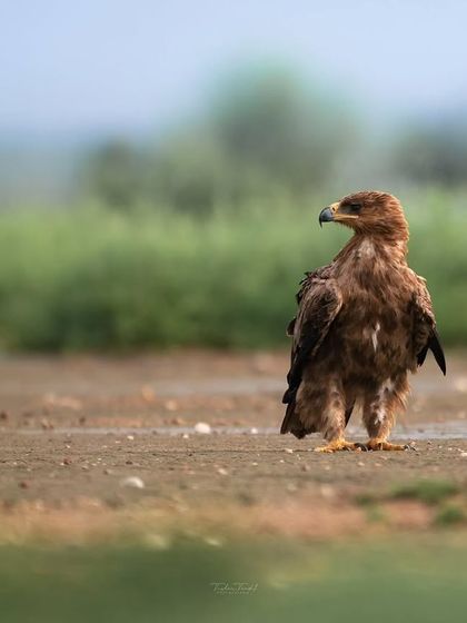 A Tawny Eagle looks over its shoulder, giving a glimpse of its sharp profile and powerful beak.