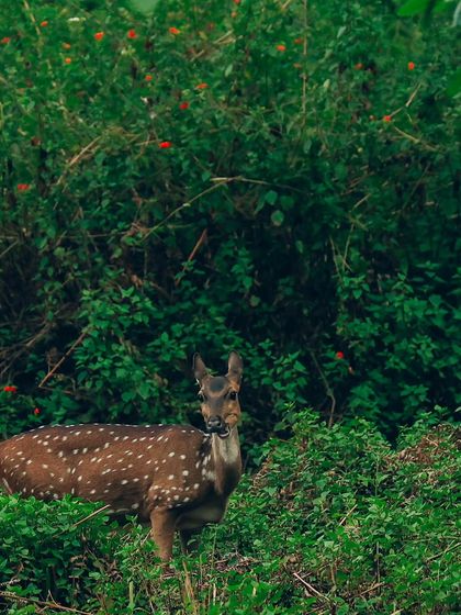 Puneeth - Cinematography for Film & Digital Media Wildlife & The Western Ghats photo 26