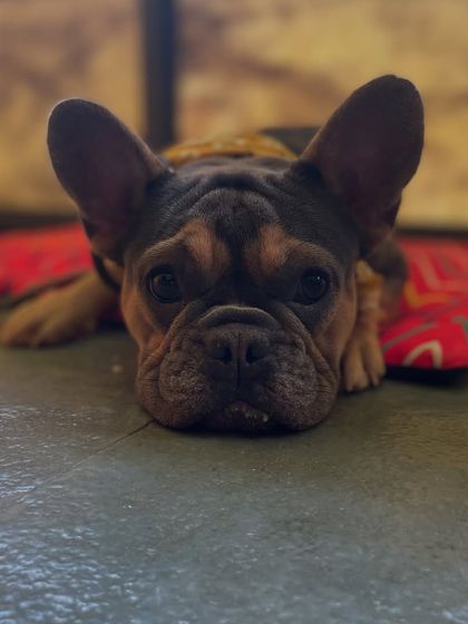 This French Bulldog is enjoying some quiet time on a comfy mat. We provide plenty of opportunities for dogs to rest and recharge in our calm, air-conditioned indoor space.