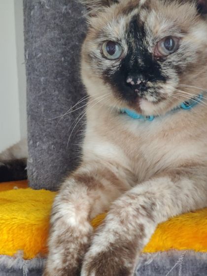 Sammy's Nest - Home Boarding for Small Pets Happy Cats: Our Boarding Guests photo 78