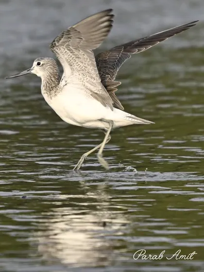 A Common Greenshank takes flight, its wings creating a beautiful arc as it leaps from the water. Capturing birds in flight is a key skill we practice in my workshops, focusing on shutter speed and tracking.