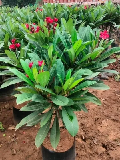 A beautiful red Plumeria (Champa) plant ready for a new home. These are easy to grow and their flowers have a wonderful fragrance.