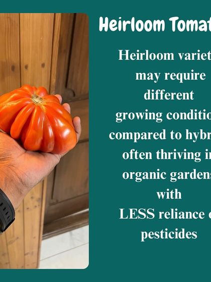 Heirloom tomatoes often thrive in organic gardens with less reliance on pesticides. Their unique growing requirements are a perfect match for our sustainable farming practices.