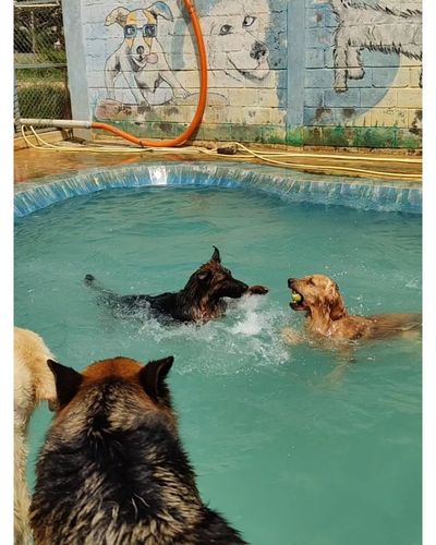 Dog Swimming Pool