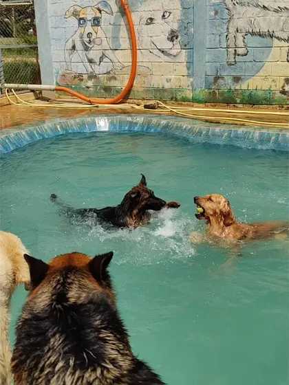 It's a full-on pool party. Seeing dogs of all breeds, like this German Shepherd and Golden Retriever, playing together is the best part of my day. Our space is perfect for social dogs to make new friends.