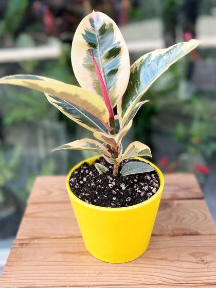 This is the Ficus 'Tineke', a variegated Rubber Plant. Its beautiful cream, green, and pink leaves make it a stunning decorative plant.