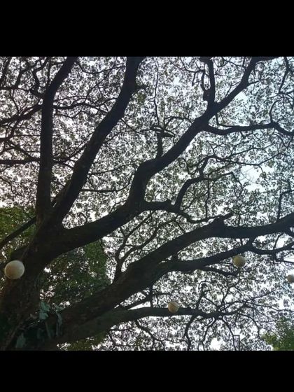 The intricate silhouette of tree branches against the sky, with spherical lights adding a magical touch. It's a beautiful sight you can enjoy while relaxing at our resort.