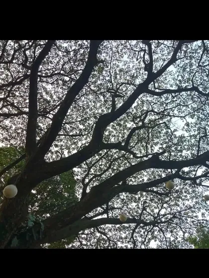 Looking up into the canopy of our ancient trees, you can see the care we take to integrate nature into every aspect of our venue.