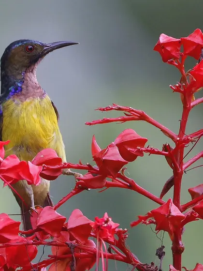 The striking contrast of a Brown-throated Sunbird against the vibrant red of a flower is a perfect example of nature's artistry. I found this common but beautiful bird in the rainforests of Borneo, a moment of quiet beauty amidst the jungle's symphony.