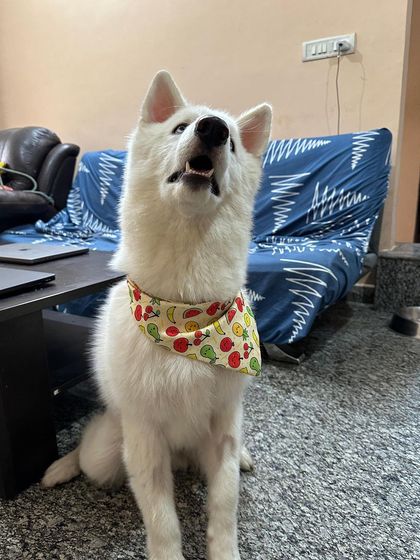 PL Paws - Animal Rescue & Rehabilitation Ready for a Home: Meet Our Adoptable Dogs photo 21