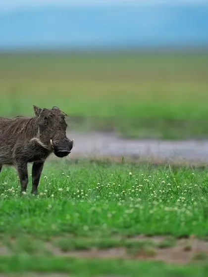 A warthog in a field of flowers, showing that beauty can be found in the most unexpected subjects.