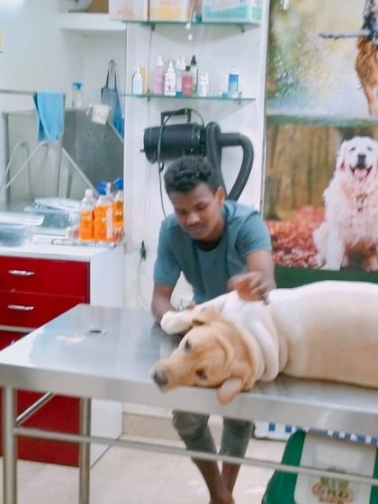 This relaxed Labrador is enjoying a calming paw massage on the grooming table. It's one of the best ways to help a dog chill out.