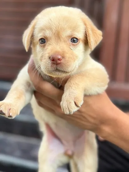 The same Lab puppy, now wide-eyed and looking curiously at the camera.